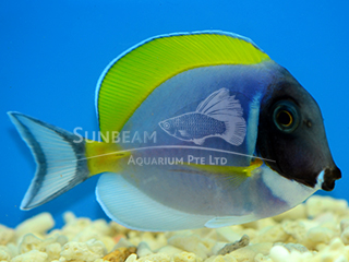 Powder-blue Surgeonfish