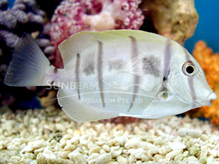 Convict Surgeonfish