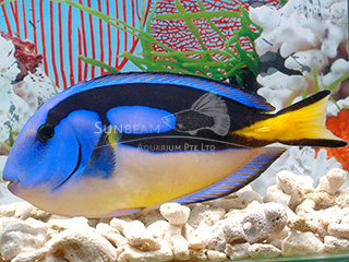 Blue Surgeonfish (Yellow Belly)