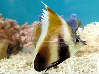 Indian Bannerfish