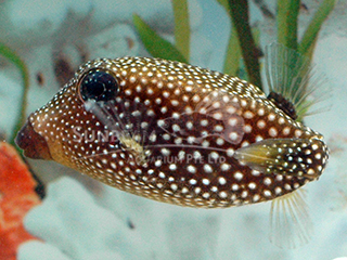 Spotted Boxfish-black (Female)