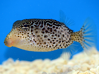 Striped Boxfish-Yellow (Female)