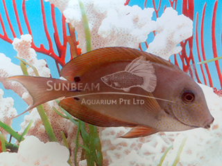 Spot-cheeked Surgeonfish