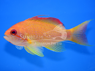 Lyretail Coralfish (Male)