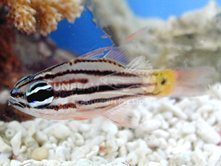 Brown-striped Cardinalfish