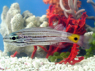 Arrowtooth Cardinalfish