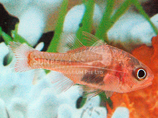 Pink Cardinalfish