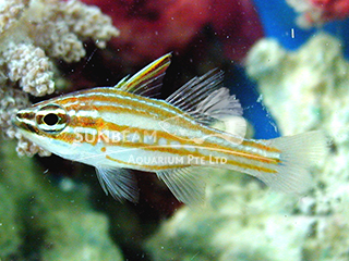Lattice Cardinalfish