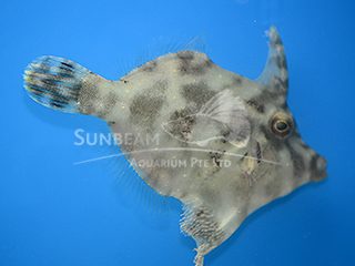Fan-bellied Filefish