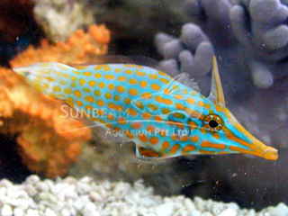 Orangedotted Longnose Filefish