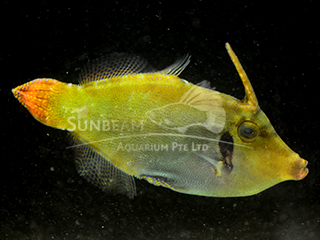 Redtail Filefish 