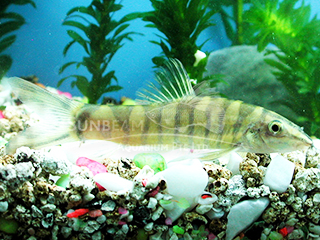 Chinese Golden Loach