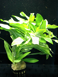 Ammania gracilis-emerge