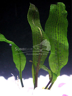 Aponogeton madagascarensis 'Broad Leaf'-emerge