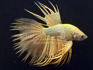 Male Gold crown tail