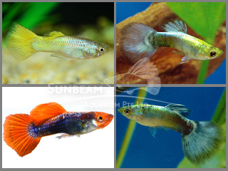 assorted male guppy