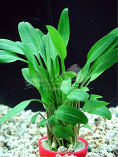 Cryptocoryne lucens-emerge