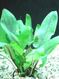 Cryptocoryne wendtii 'Broad Leaf'-emerge