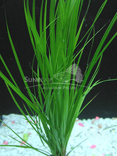 Cyperus helferi-emerge