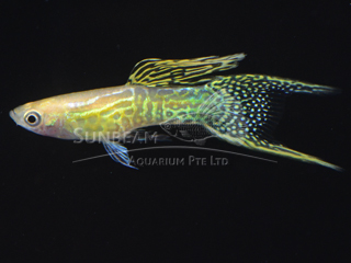 yellow lace double swordtail guppy