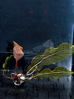 Aponogeton madagascarensis 'Broad Leaf' - submerse