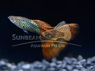 RED LACE DELTA GUPPY