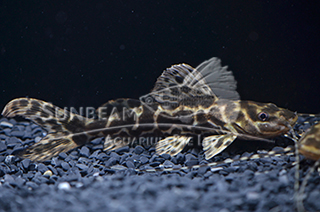 leopard catfish