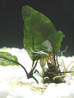 Aponogeton henkelianus-submerse