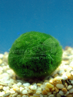 Chladophora aegagrophila 'Moss Balls'
