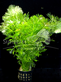 Limnophila sessiliflora-submerse 