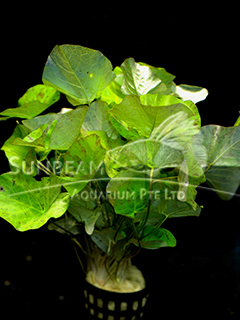 nymphaea lotus 'green'
