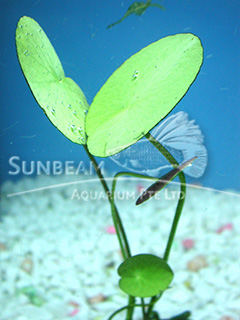nymphoides aquatica - submerse