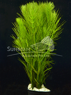 Hydrotriche hottoniiflora-submerse    