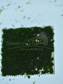 FISSIDEN FONTANUS ON PAD