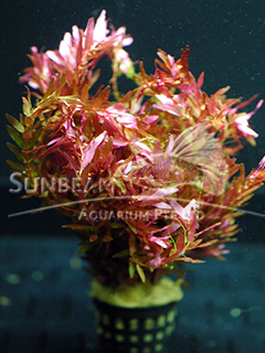 Rotala macrandra 'Green Narrow Leaf'-submerse