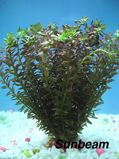 Rotala rotoundifolia 'Green'-submerse