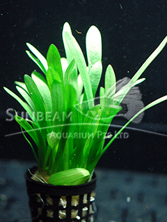 Sagittaria subulata-emerge