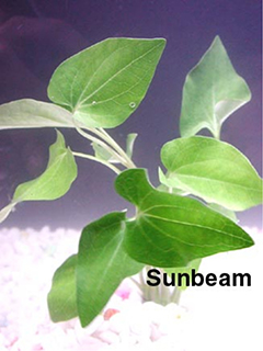 Saururus cernuus-emerge