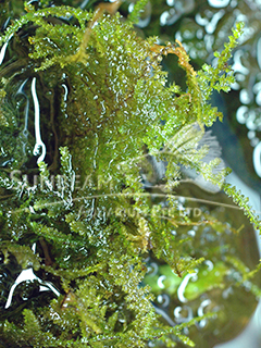 Vesicularia montagnei 'Christmas Moss' (per 50 gm)