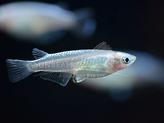 Platinum Rice Fish 