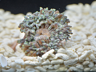 Red Tip Bubble Sea Anemone