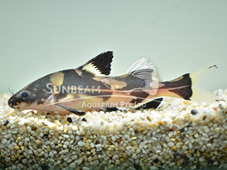 Marble Lancer Catfish
