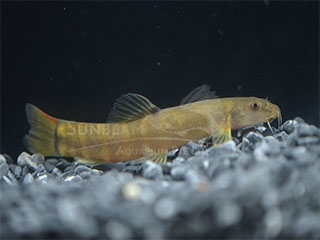 Red Tailed Banded Loach