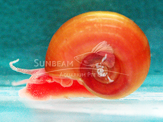 Red Ramshorn Snail