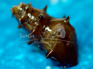 Burmese Spiny Snail