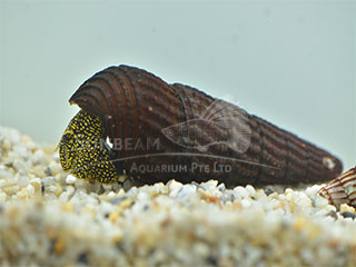 Golden Spotted Snail 