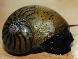 Assorted O Ring Snail