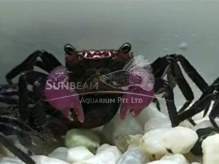 Purple Leg Vampire Crab 
