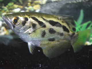 Leopard Archer Fish