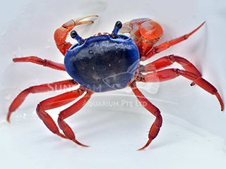 African Land Crab